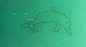 Artificial Reefs to Snorkel on the Emerald Coast