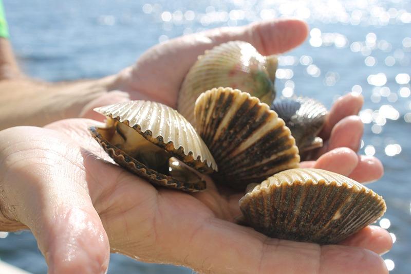 All About Scallop Season on the Forgotten Coast