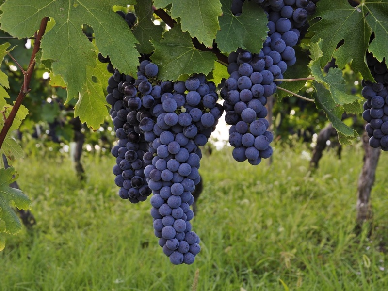 Things To Do WINE TASTINGS AND TOURS