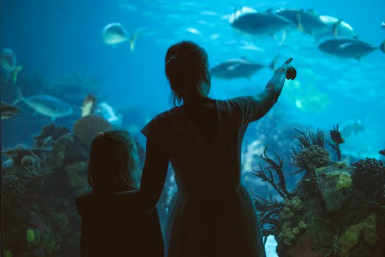 Things To Do Gulf World Marine Park