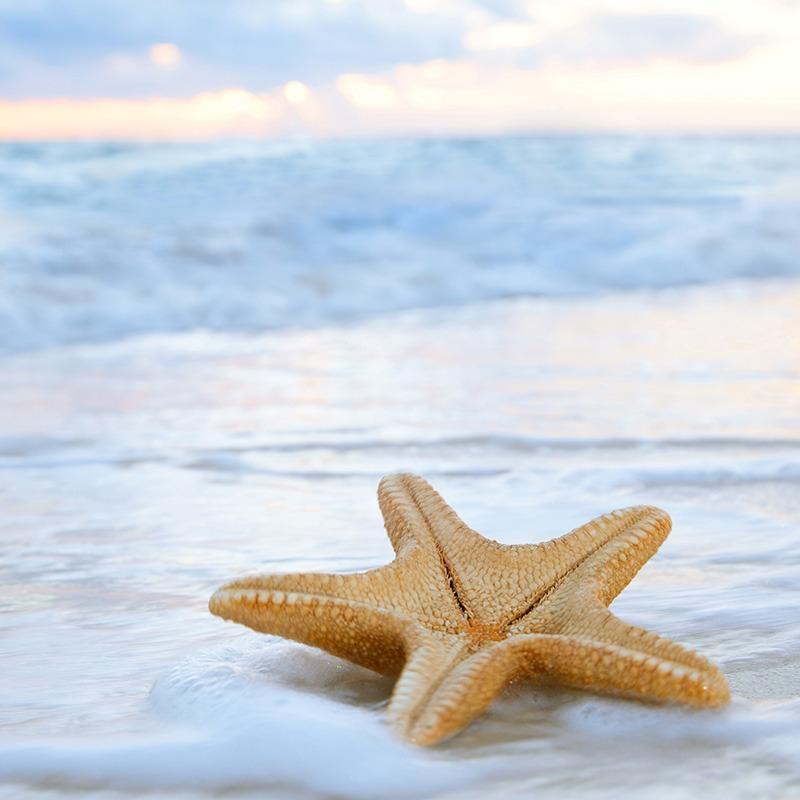 Closeup of starfish on the beach